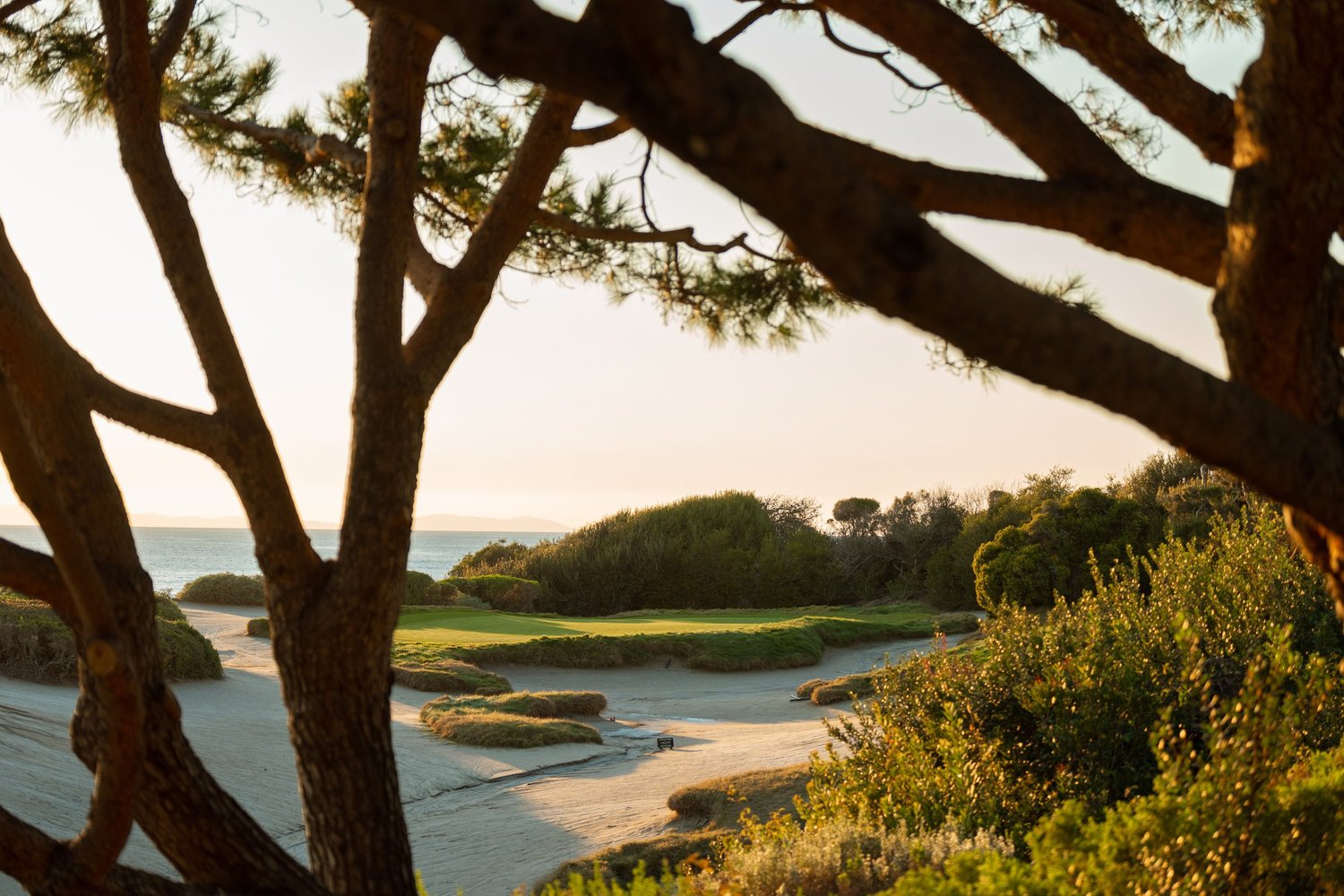 Cove framed by pines